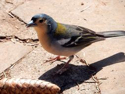 Chaffinch Madeira Mountains