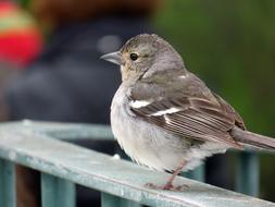 Sparrow Bird Madeira