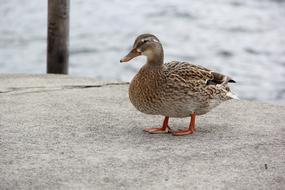 Duck Bird Animal