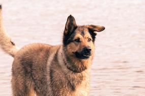 mongrel dog on the lake