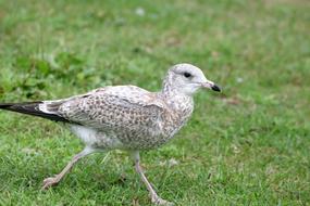 Animal Bird Juvenile