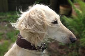Saluki Persian Greyhound Dog
