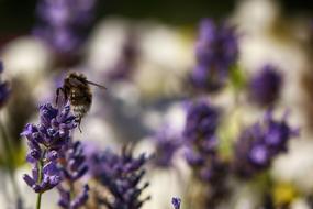 Bumblebee Insect Macro