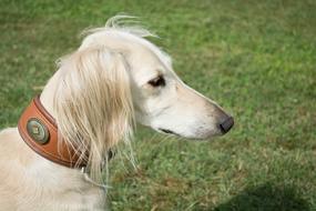 Saluki Persian Greyhound Portrait