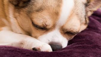 Chihuahua Dog Doggy