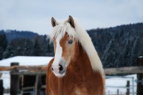 Horse Haflinger Portrait