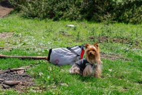 Yorkshire Dog Cute