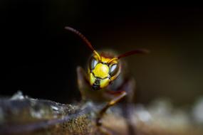 Wasps Wasp Insect