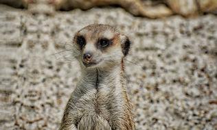 wild meerkat on the beach