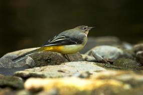 Grey Wagtail Natura Bird