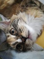 Cat Cute Whiskers