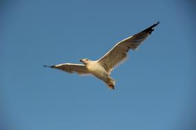 Sky Bird Fly