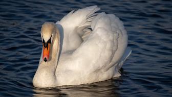 Swan Water Bird