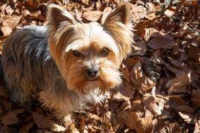Angry fluffy dog in the fall foliage