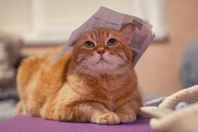 Cat Red Red-Headed
