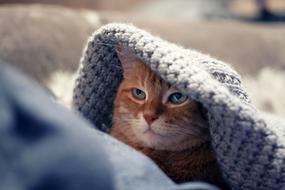 Cat Red Red-Headed