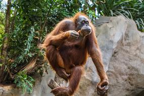 Chimpanzee Fur Animal