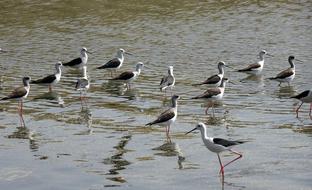 Bird Black-Winged Stilt Flock