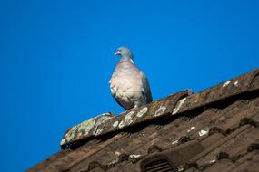 Dove Ringdove Majestic