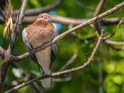 Bird Palm Dove Plumage