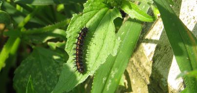 Insect Nature Macro