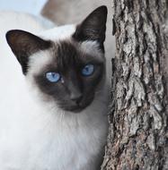 Cat Cute Portrait