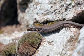 Lizard Reptile Animal