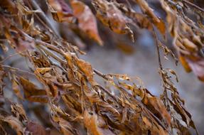 dry autumn foliage blur