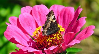 Butterfly Insect Flower