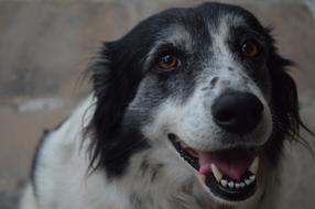 Dog Animal Best friend
