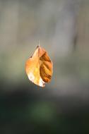 Autumn Sheet Bokeh
