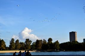 Flock Birds Family