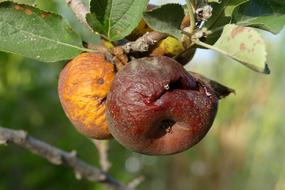 rotten apple on a branch in the orchard