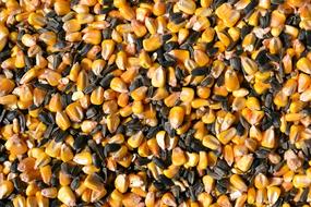 corn and sunflower seeds