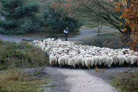 Shepherd Sheep Herd