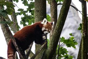 Panda Animal Tree