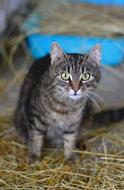 Cat Domestic Mackerel
