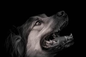 Dog Animal Portrait