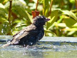 Mus Bird Garden
