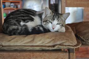 Cat Pet Animal