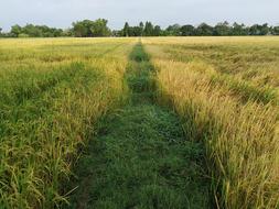 Thai farm field