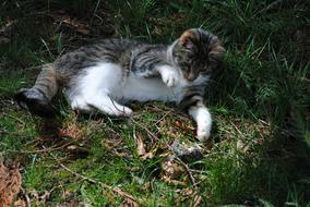 Cat Mouse Hunting