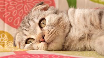 Cat Folds British Short