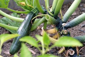 ripe green zucchini in the garden