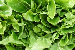 ripe lettuce leaves are delicious