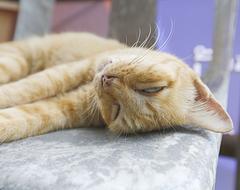 Cat Sleep Pakret The