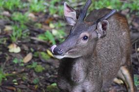 Deer Sambar
