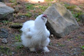 Animal Bird White