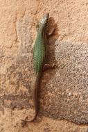 green gecko on a rock