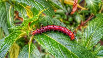 red caterpillar on green lithuania